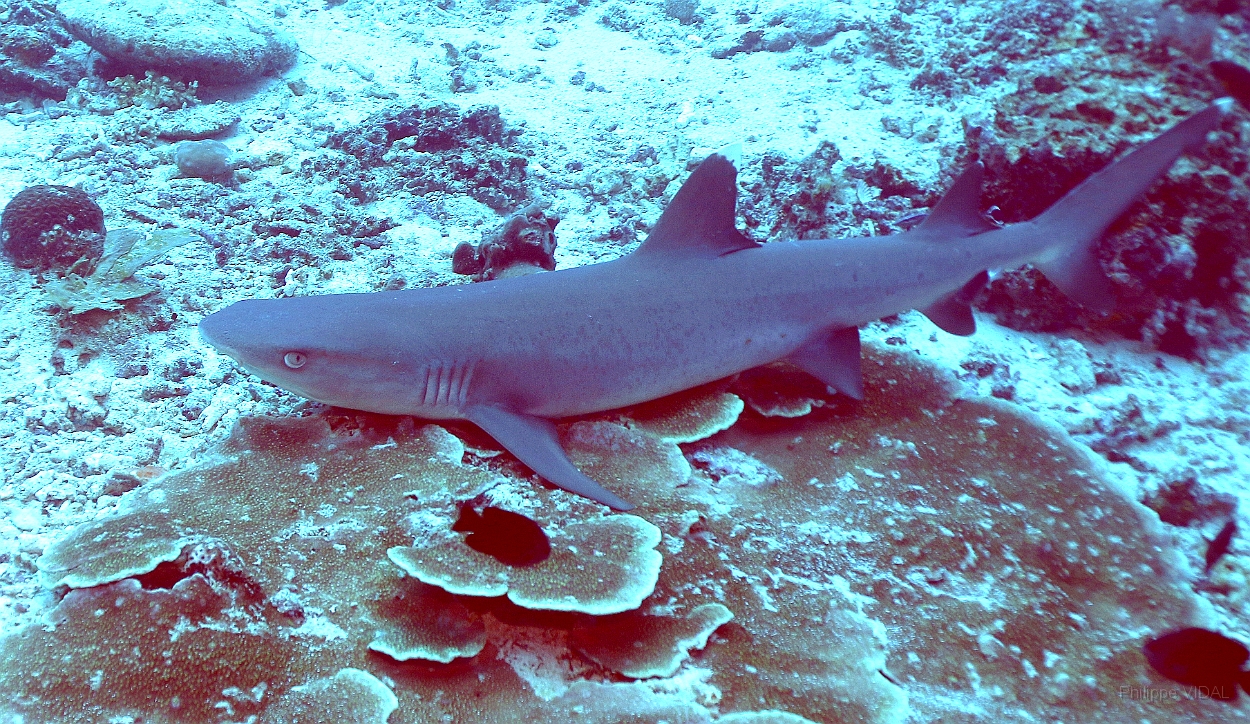Sipadan_2015_Requin corail ou Aileron blanc du lagon_Triaenodon obesus_IMG_2220_rc.jpg